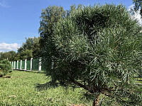 В Твери проходит Всероссийская акция «Сохраним лес»